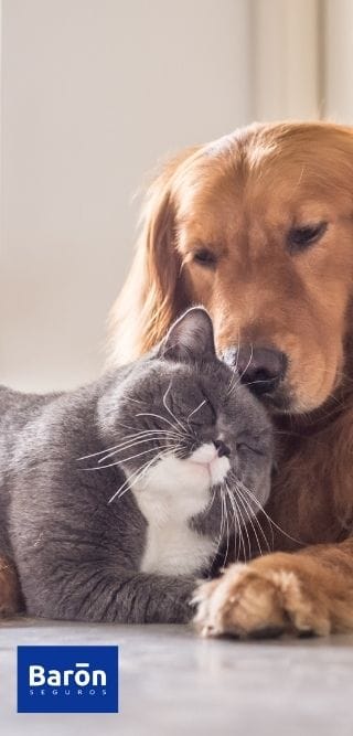 Seguros mascotas