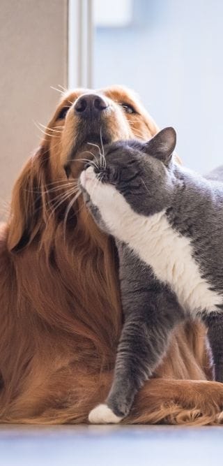 Seguros para mascotas