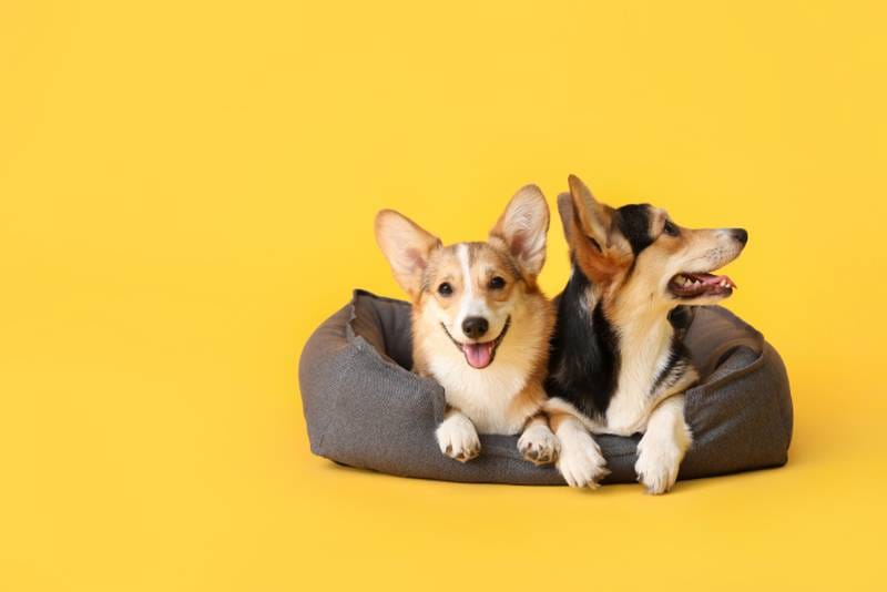 Seguro Responsabilidad Civil para Perros