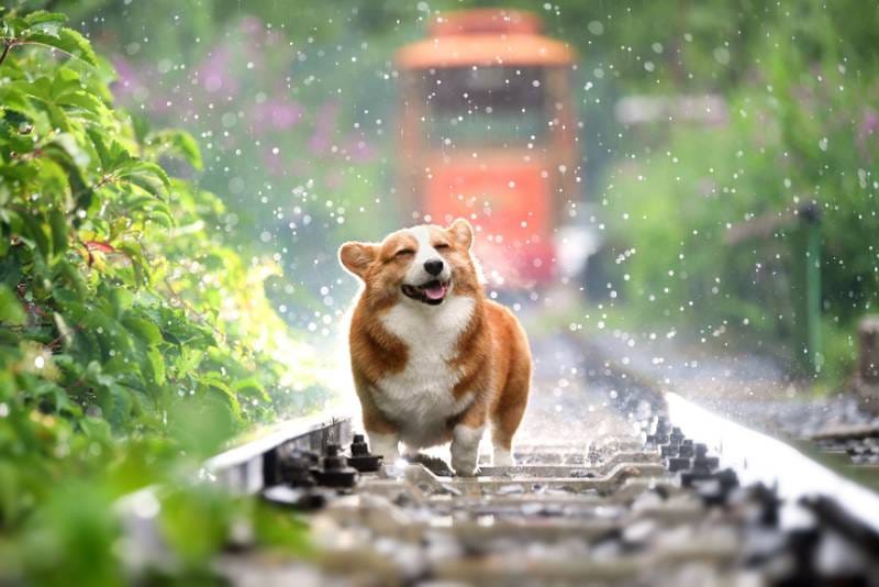 Responsabilidad Civil para perros
